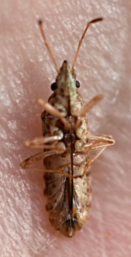 Réf. 286 399 : Belonochilus numenius